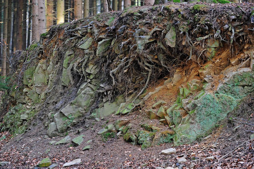 Kleiner Waldbodenaufschluss mit Schichtgestein und Wurzelwerk