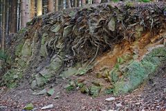 Kleiner Waldbodenaufschluss mit Schichtgestein und Wurzelwerk