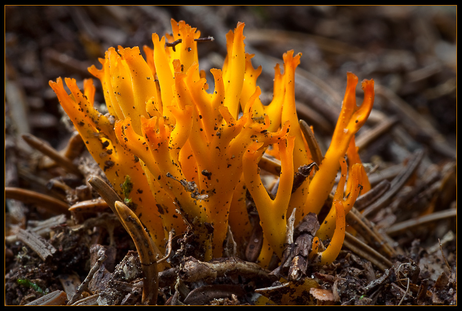 Kleiner Waldfeuerling