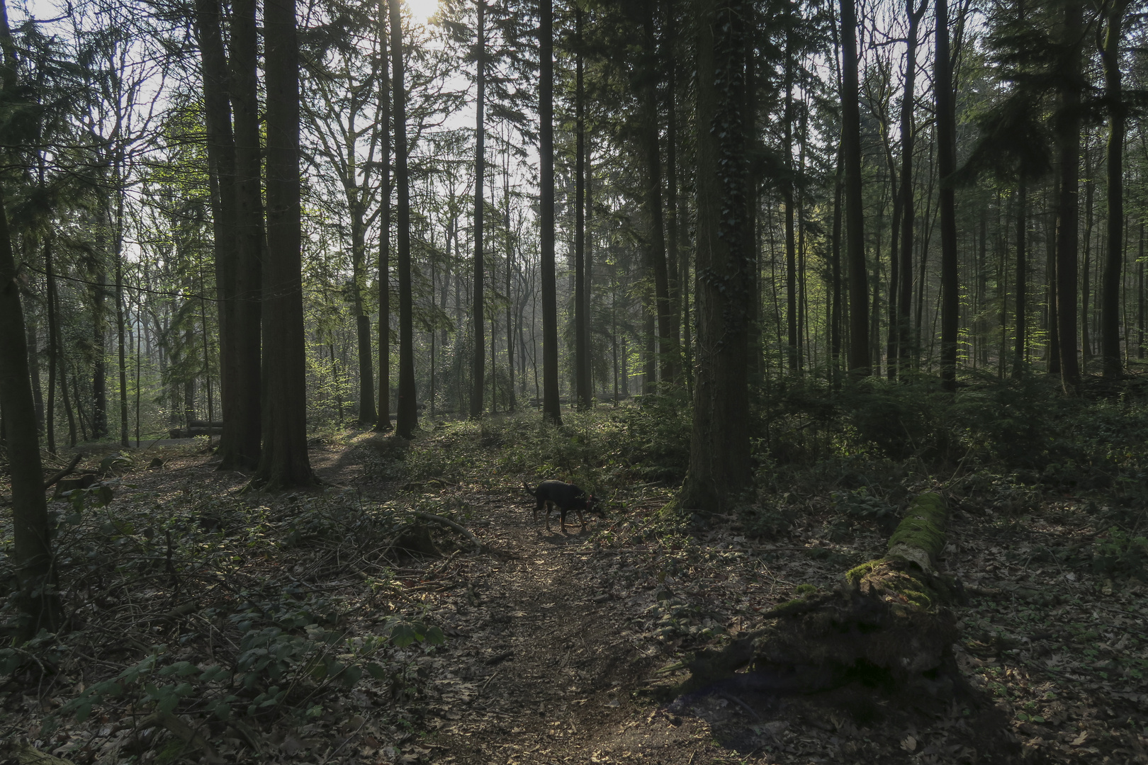 Kleiner Waldhund schnuppert im großen Aprilwald.