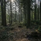 Kleiner Waldhund schnuppert im großen Aprilwald.