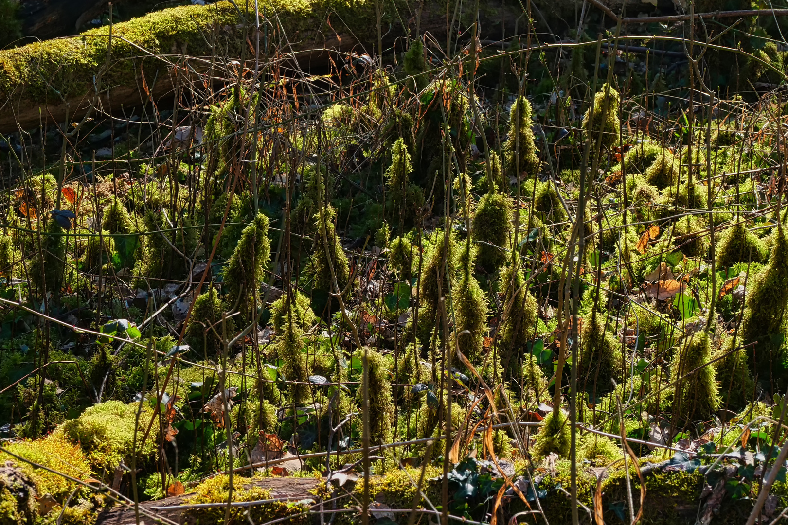 kleiner Wald,im großen Wald