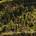 kleiner Wald,im großen Wald