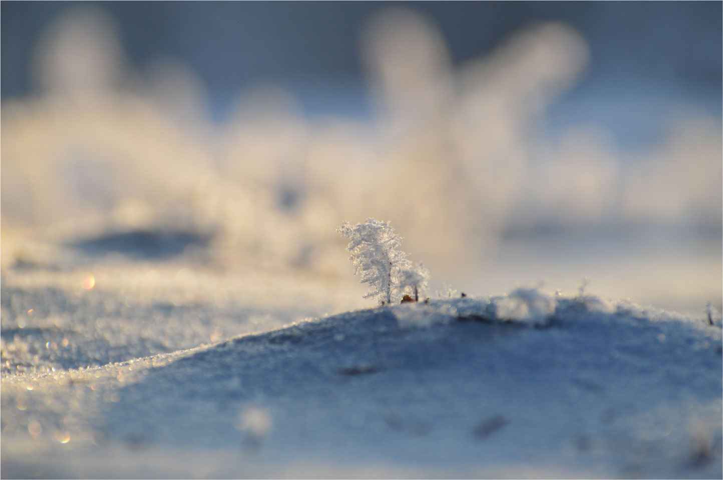 Kleiner Wald,im Winter :)