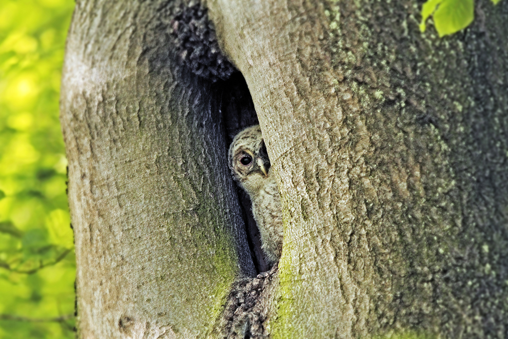 kleiner Waldkauz ...