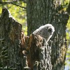 kleiner Waldkauz