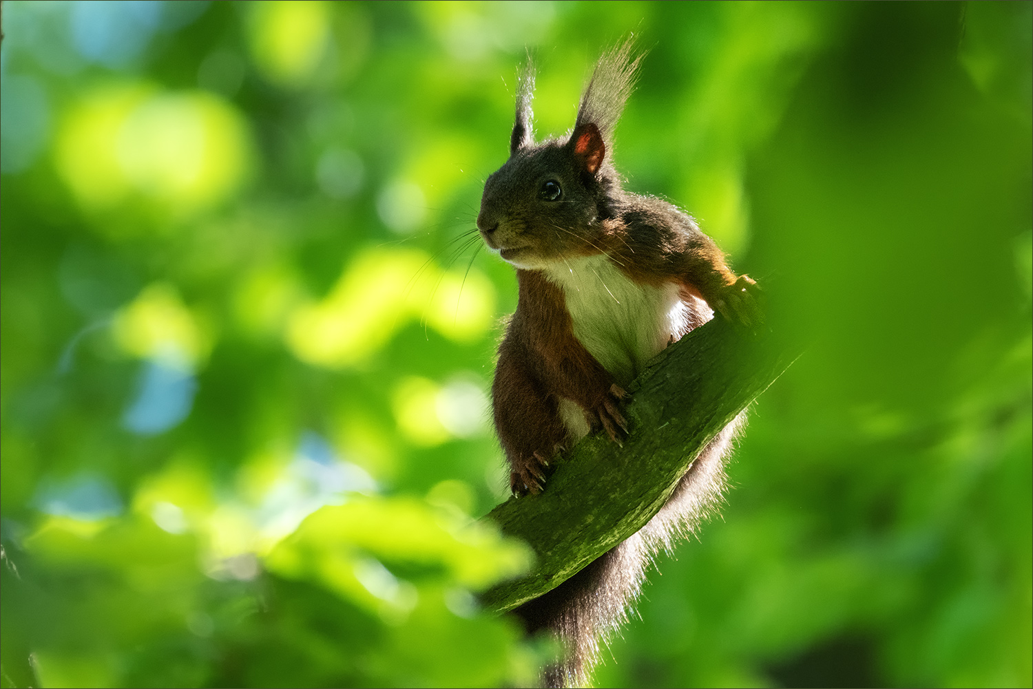 Kleiner Waldkobold ...