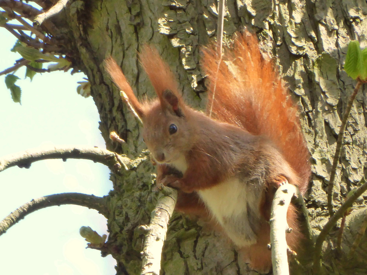 Kleiner Waldkobold