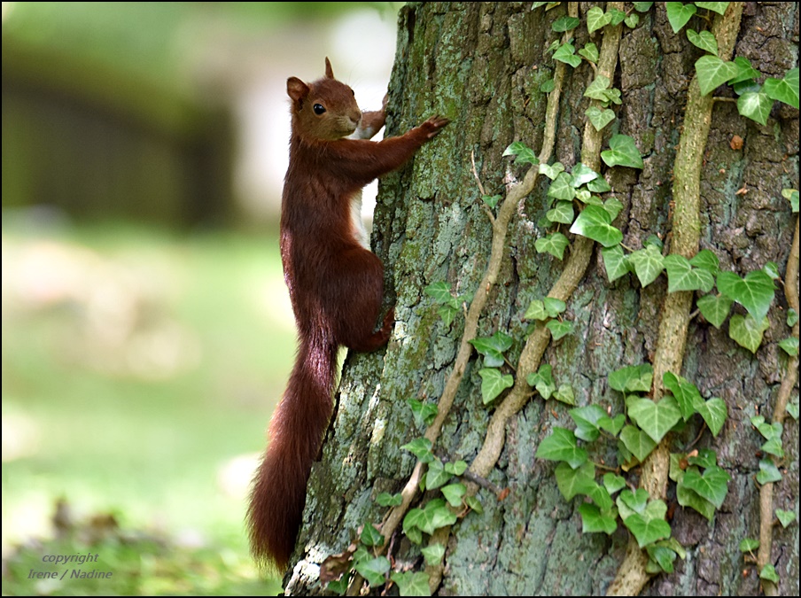 Kleiner Waldkobold !!!