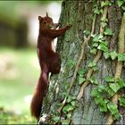 Kleiner Waldkobold !!!