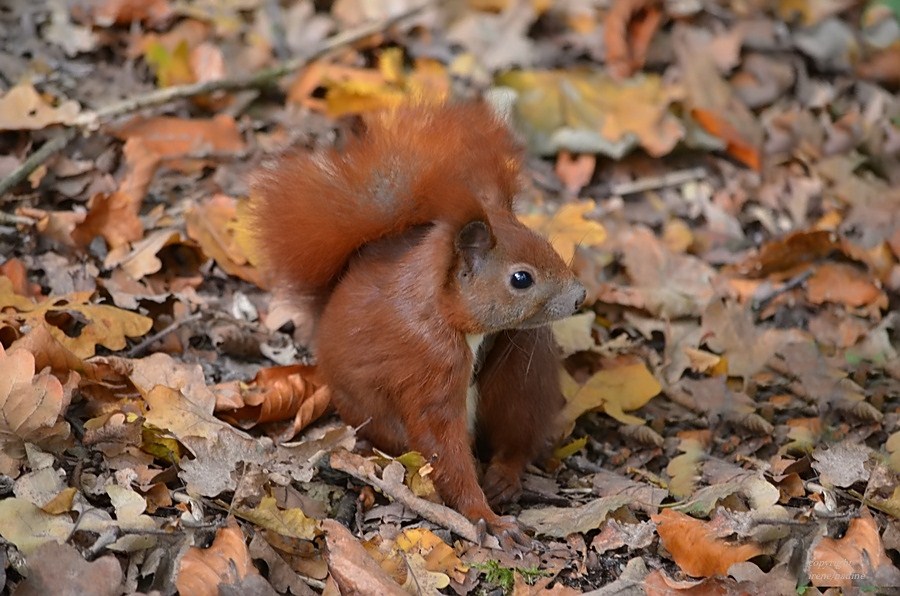 Kleiner Waldkobold !!!