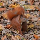 Kleiner Waldkobold !!!