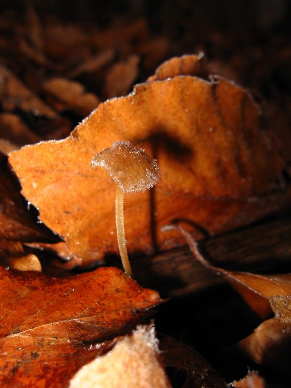 Kleiner Waldpilz