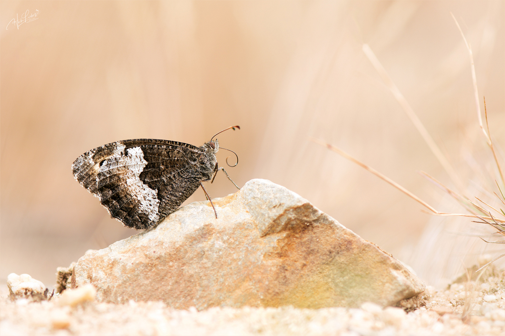 Kleiner Waldportier