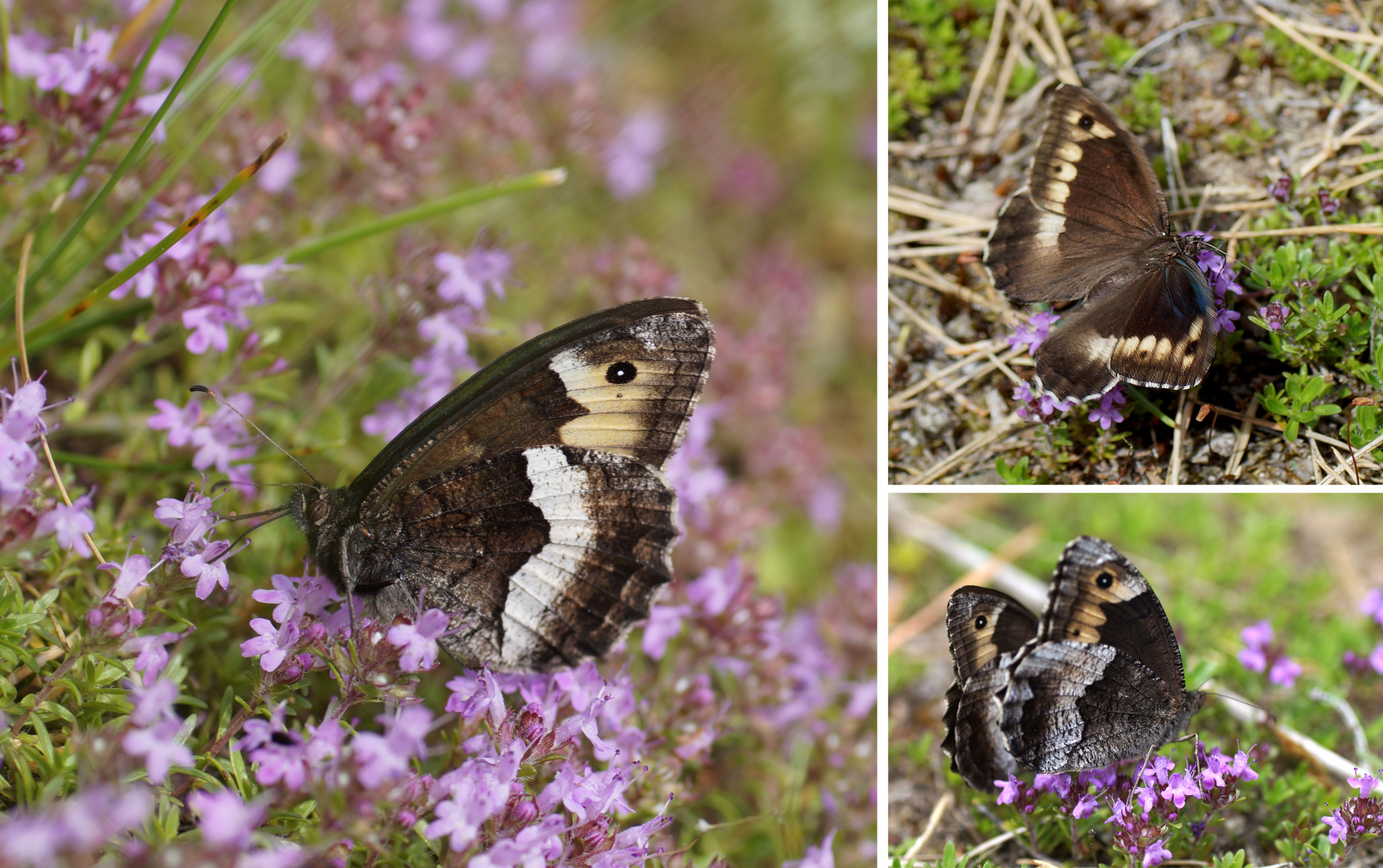 Kleiner Waldportier auf Thymianblüten