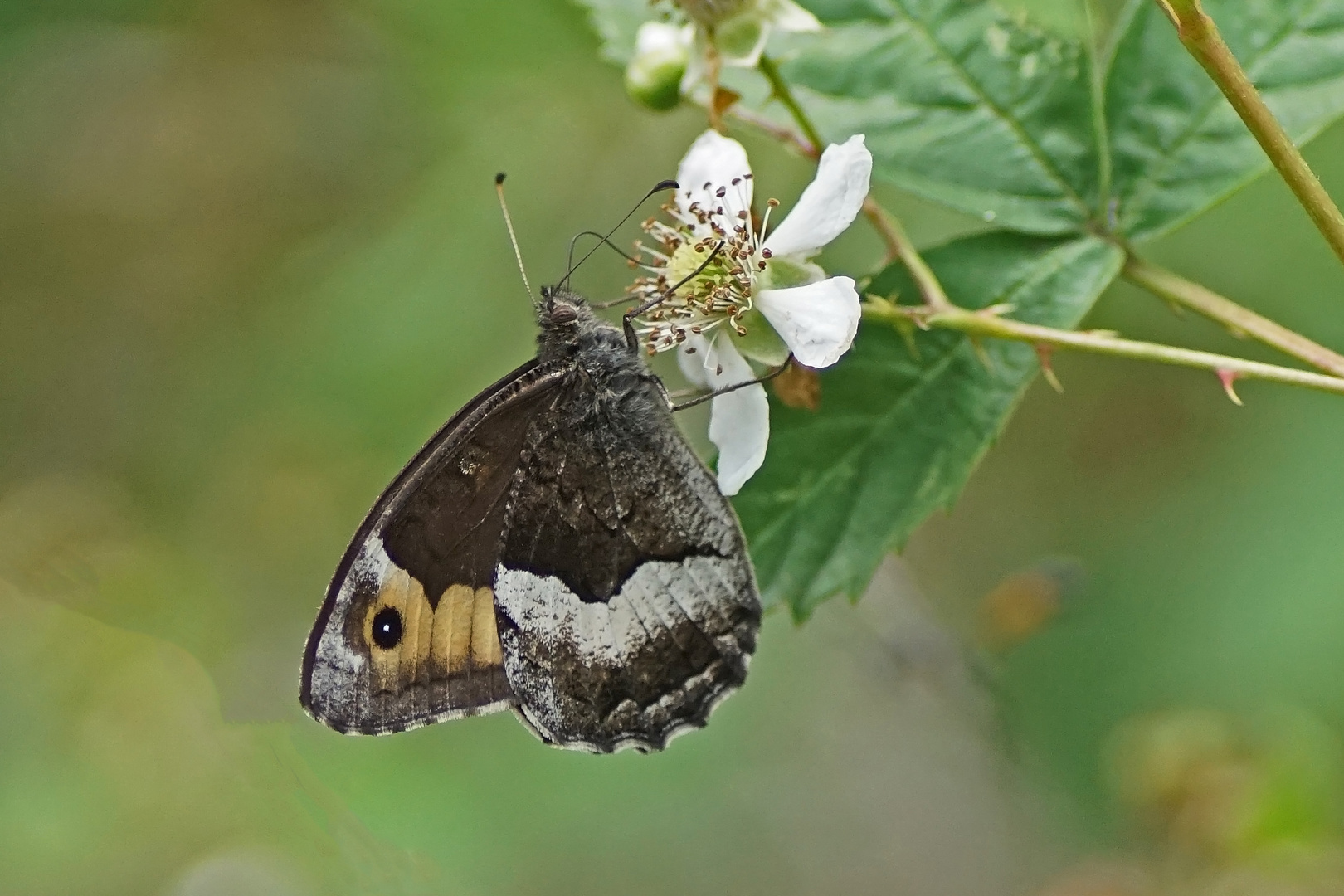 Kleiner Waldportier (Hipparchia alcyone)