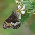 Kleiner Waldportier (Hipparchia alcyone)