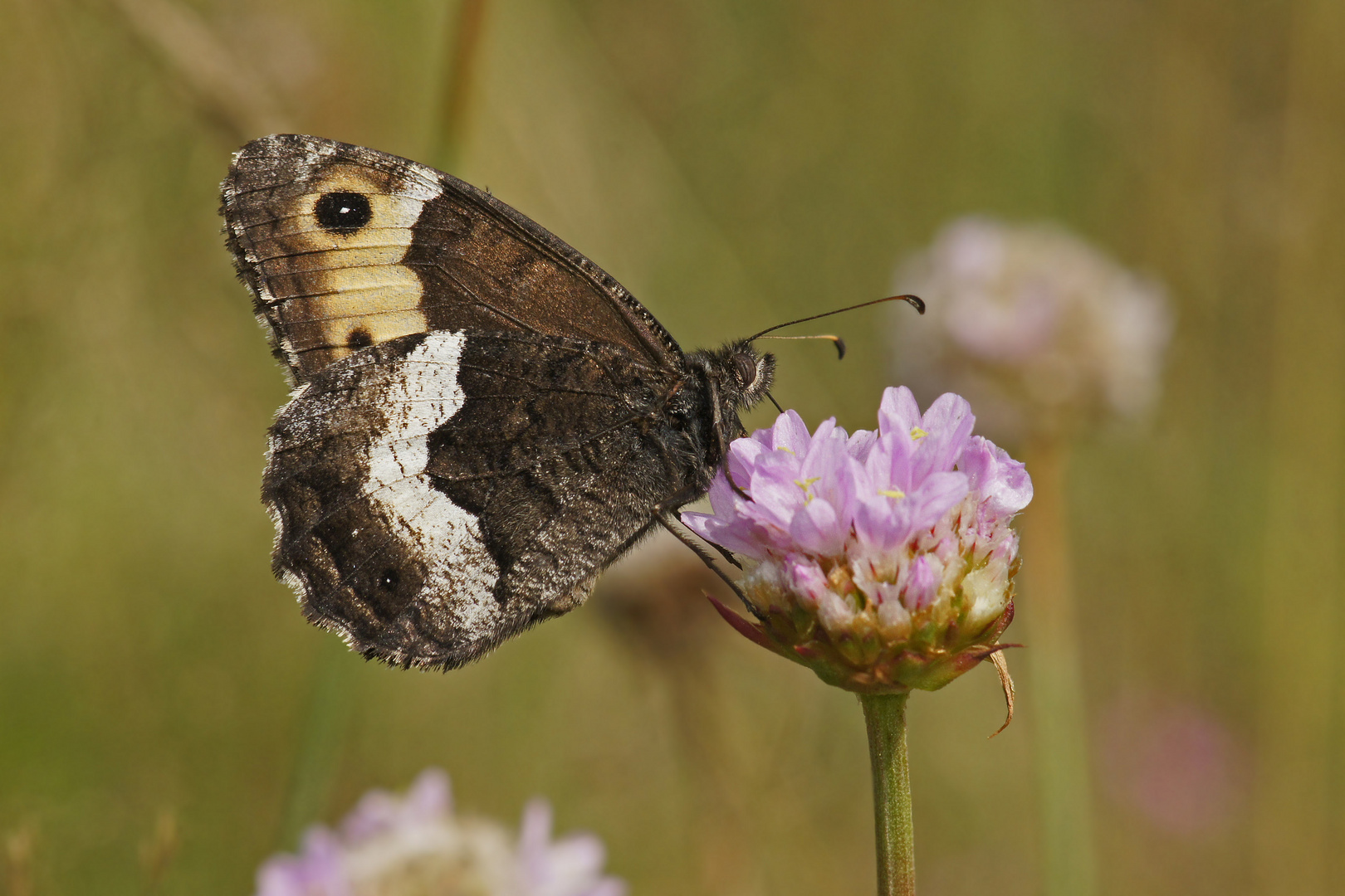 Kleiner Waldportier (Hipparchia alcyone)