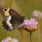 Kleiner Waldportier (Hipparchia alcyone)