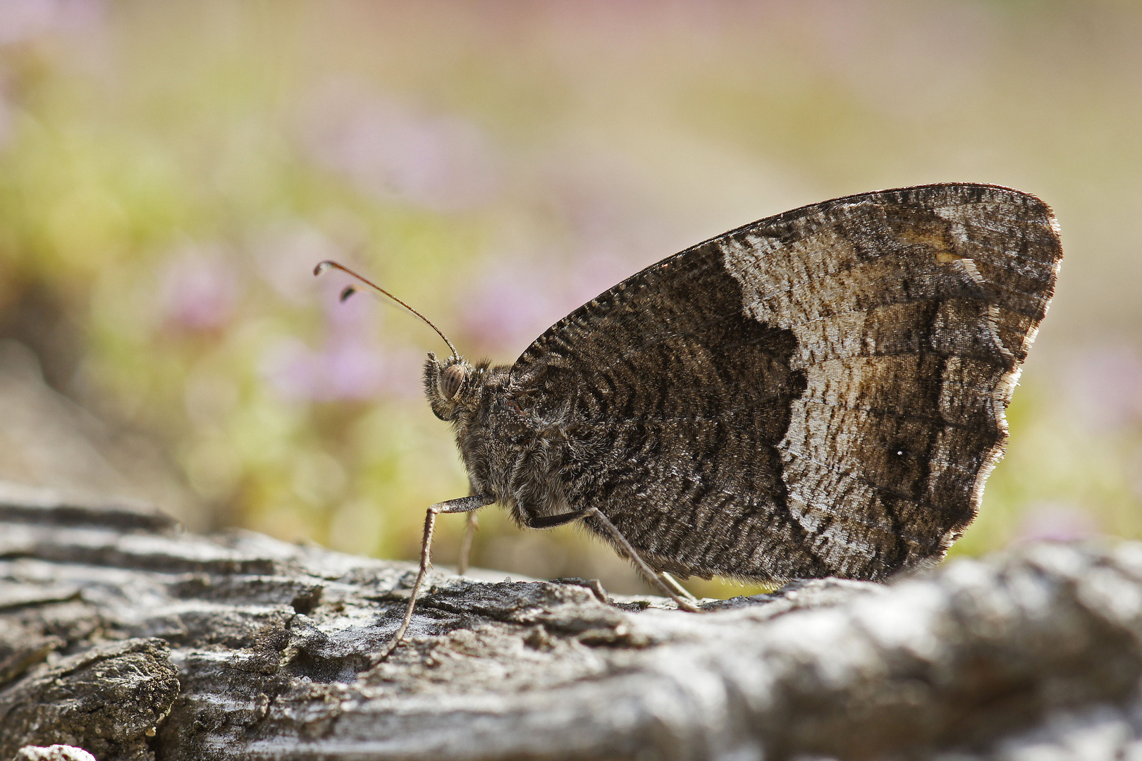 Kleiner Waldportier (Hipparchia alcyone)