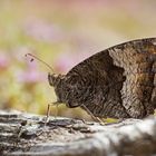 Kleiner Waldportier (Hipparchia alcyone)