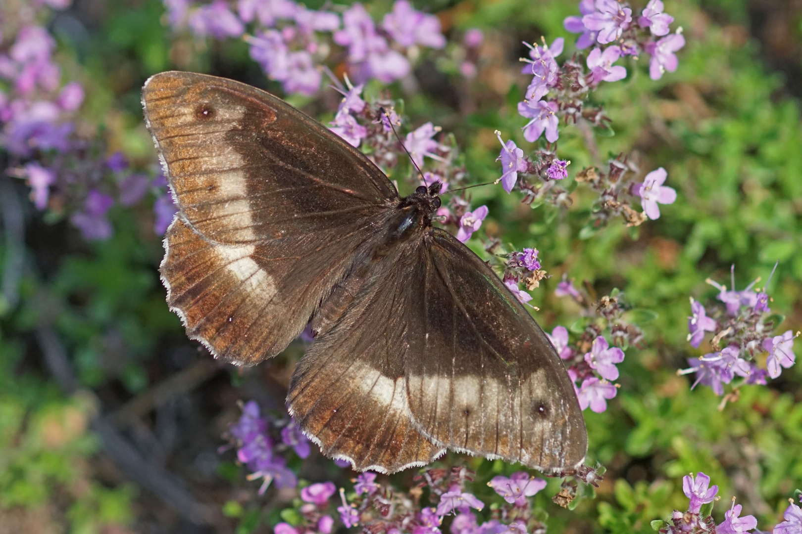 Kleiner Waldportier (Hipparchia alcyone)