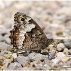 Kleiner Waldportier (Hipparchia alcyone)