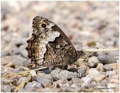 Kleiner Waldportier (Hipparchia alcyone)