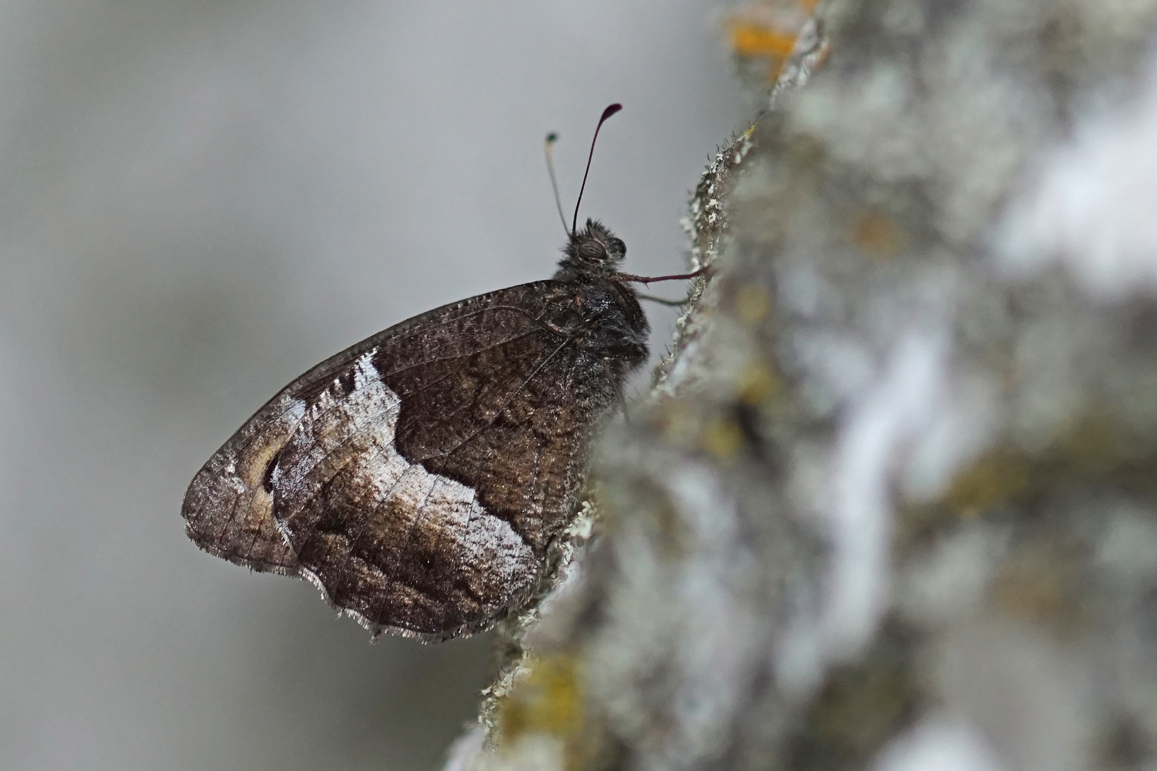 Kleiner Waldportier (Hipparchia alcyone)