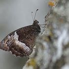 Kleiner Waldportier (Hipparchia alcyone)