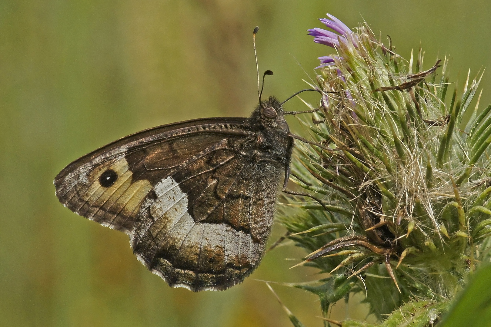 Kleiner Waldportier (Hipparchia alcyone)