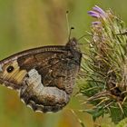 Kleiner Waldportier (Hipparchia alcyone)