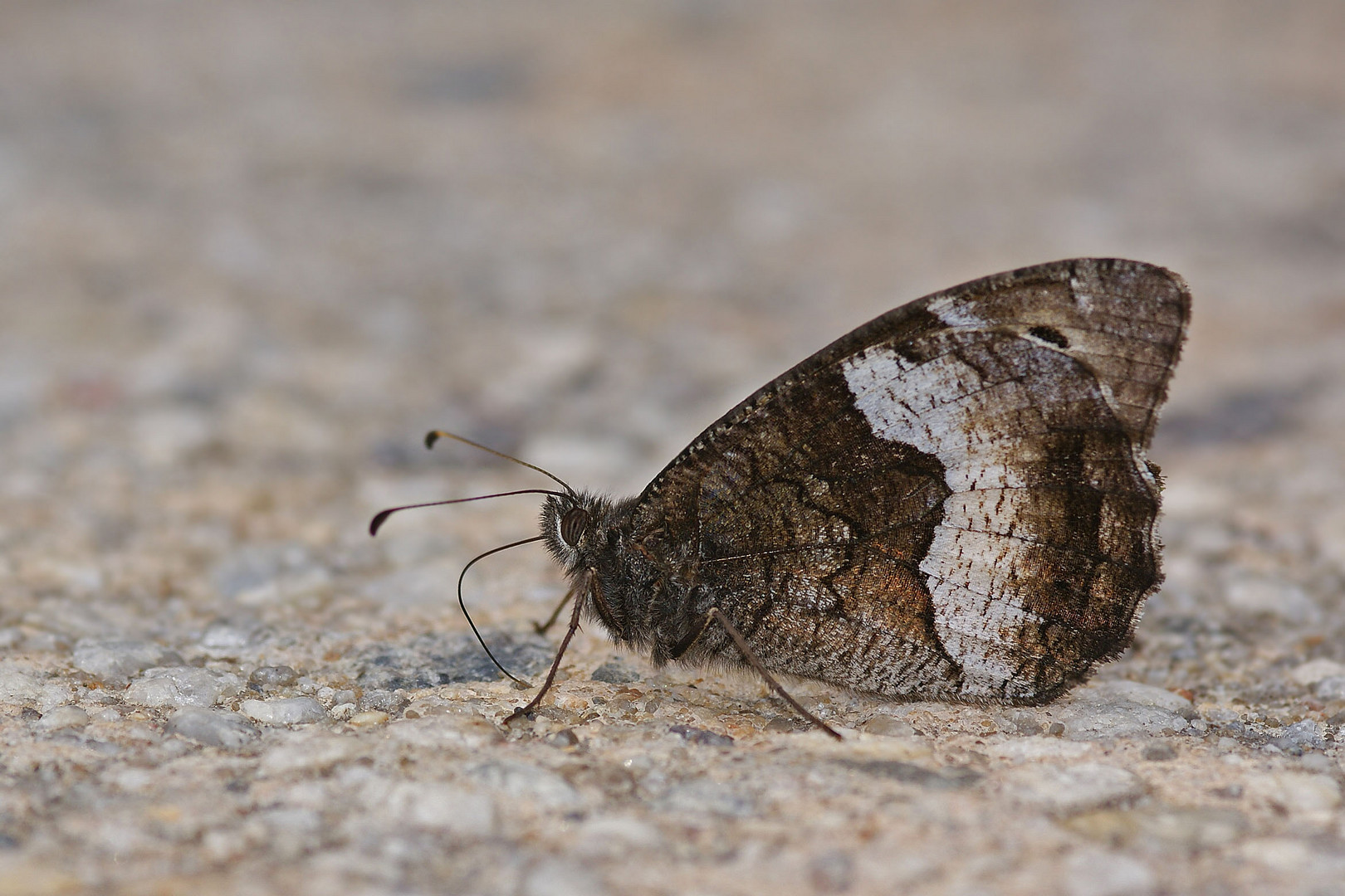 Kleiner Waldportier (Hipparchia alcyone)