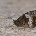 Kleiner Waldportier (Hipparchia alcyone)