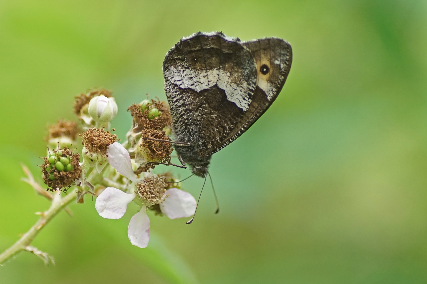 Kleiner Waldportier (Hipparchia hermione)