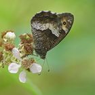 Kleiner Waldportier (Hipparchia hermione)