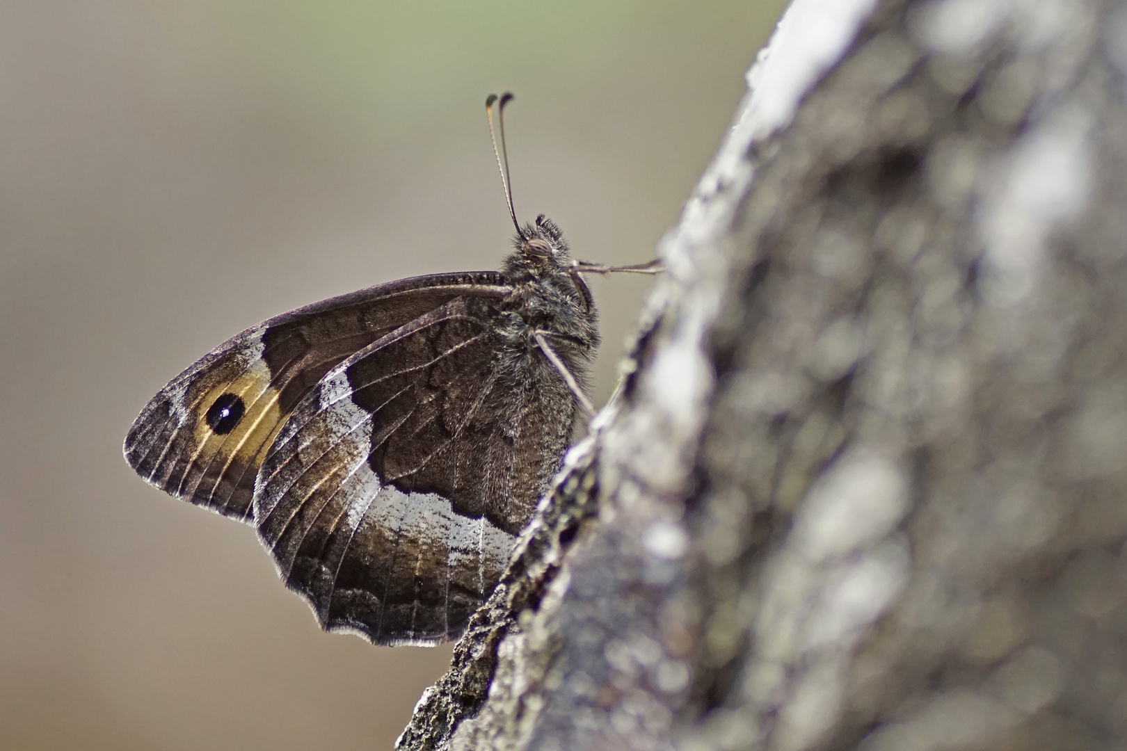 Kleiner Waldportier (Hipparchia hermione)