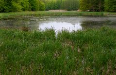 Kleiner Waldsee