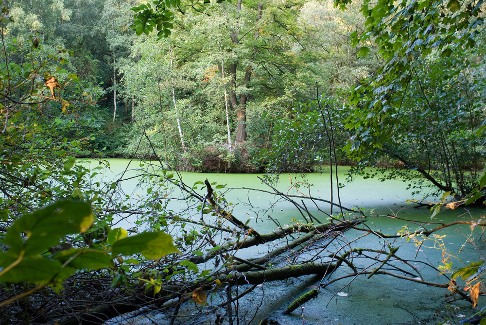 kleiner Waldsee