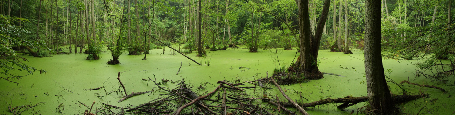 Kleiner Waldsee von Berthold Riedel