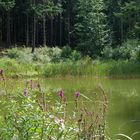 Kleiner Waldsee