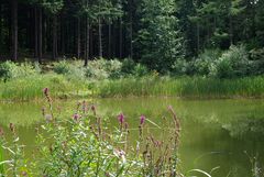 Kleiner Waldsee