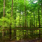 Kleiner Waldsee