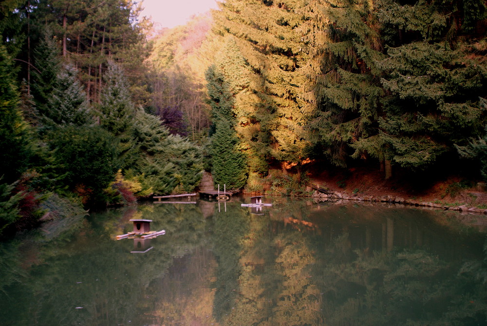 kleiner waldsee