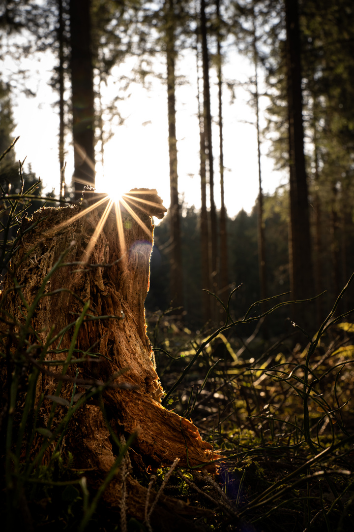 Kleiner Waldspaziergang