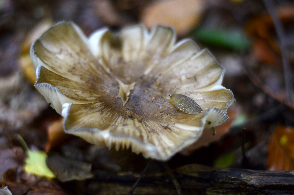 Kleiner Waldspaziergang