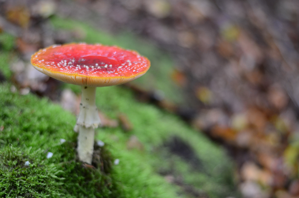 Kleiner Waldspaziergang