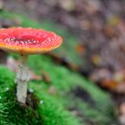 Kleiner Waldspaziergang