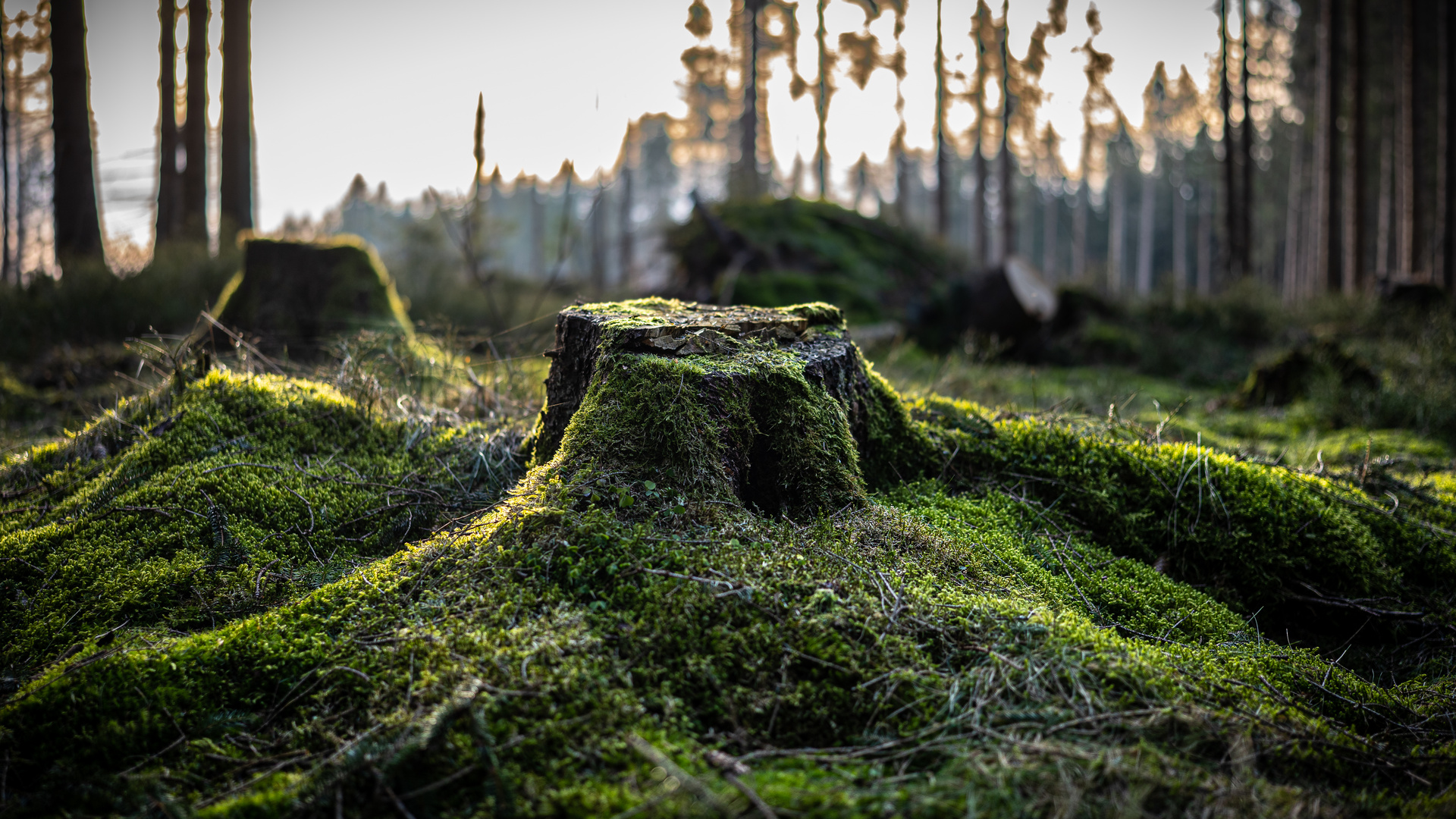 Kleiner Waldspaziergang