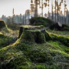 Kleiner Waldspaziergang